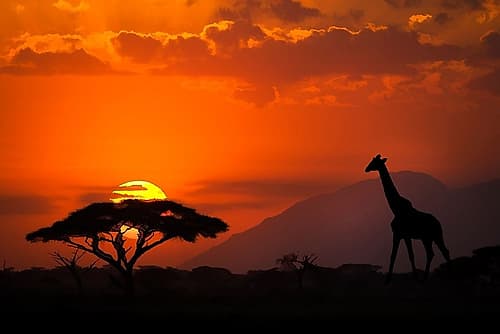 Kenya-Amboseli National Park Abstract sunset with giraffe and acacia tree silhouettes Art Print by Jaynes Gallery